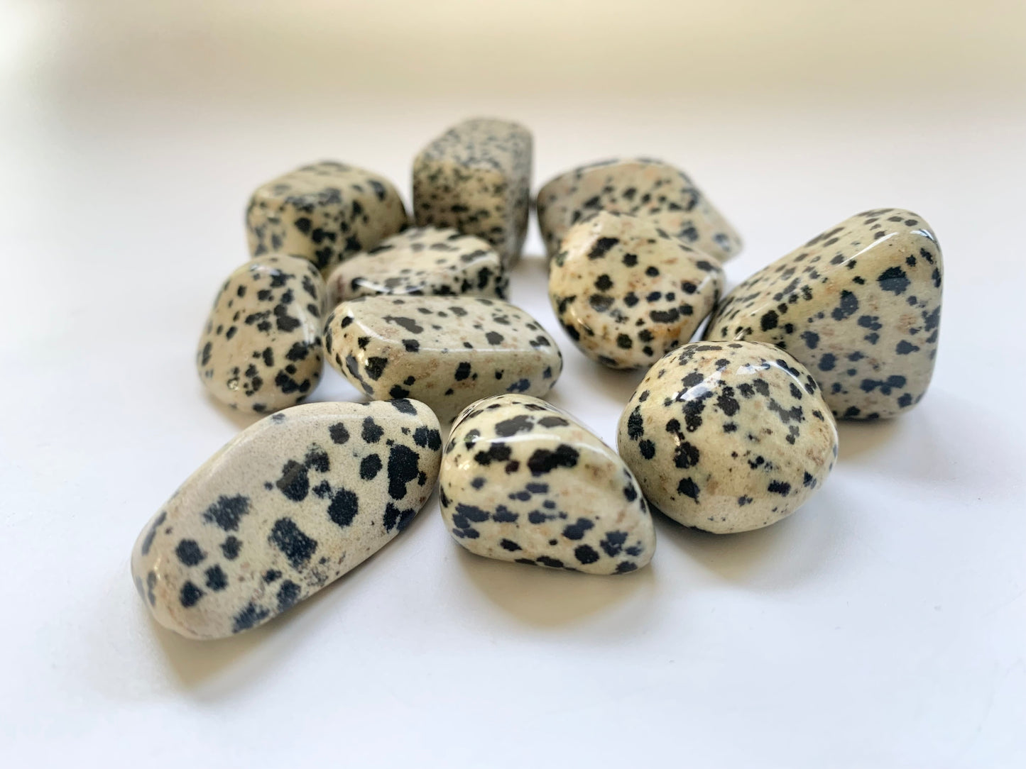 Dalmatian Stone Tumble