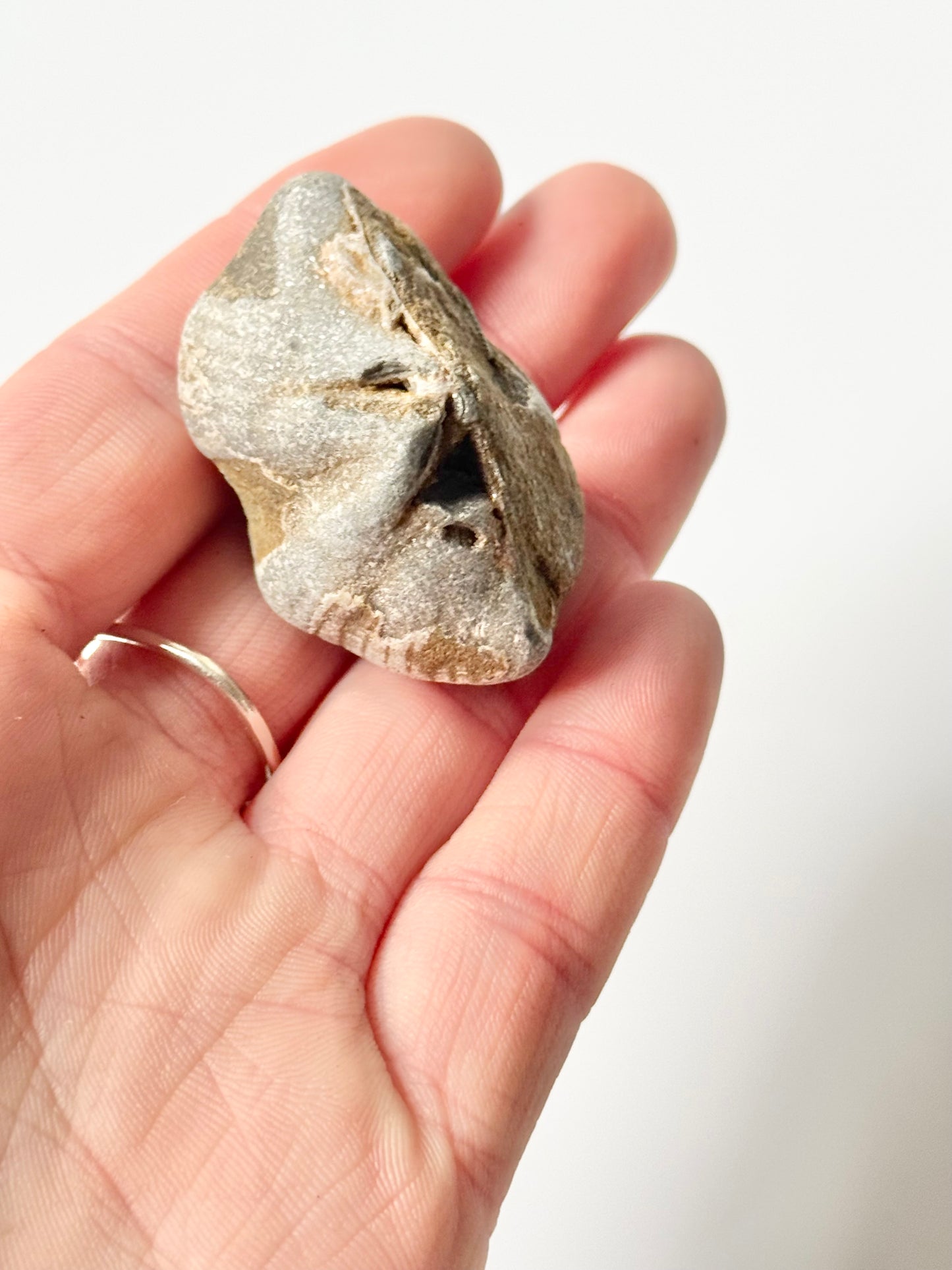 Lake Michigan Brachiopod, Raw