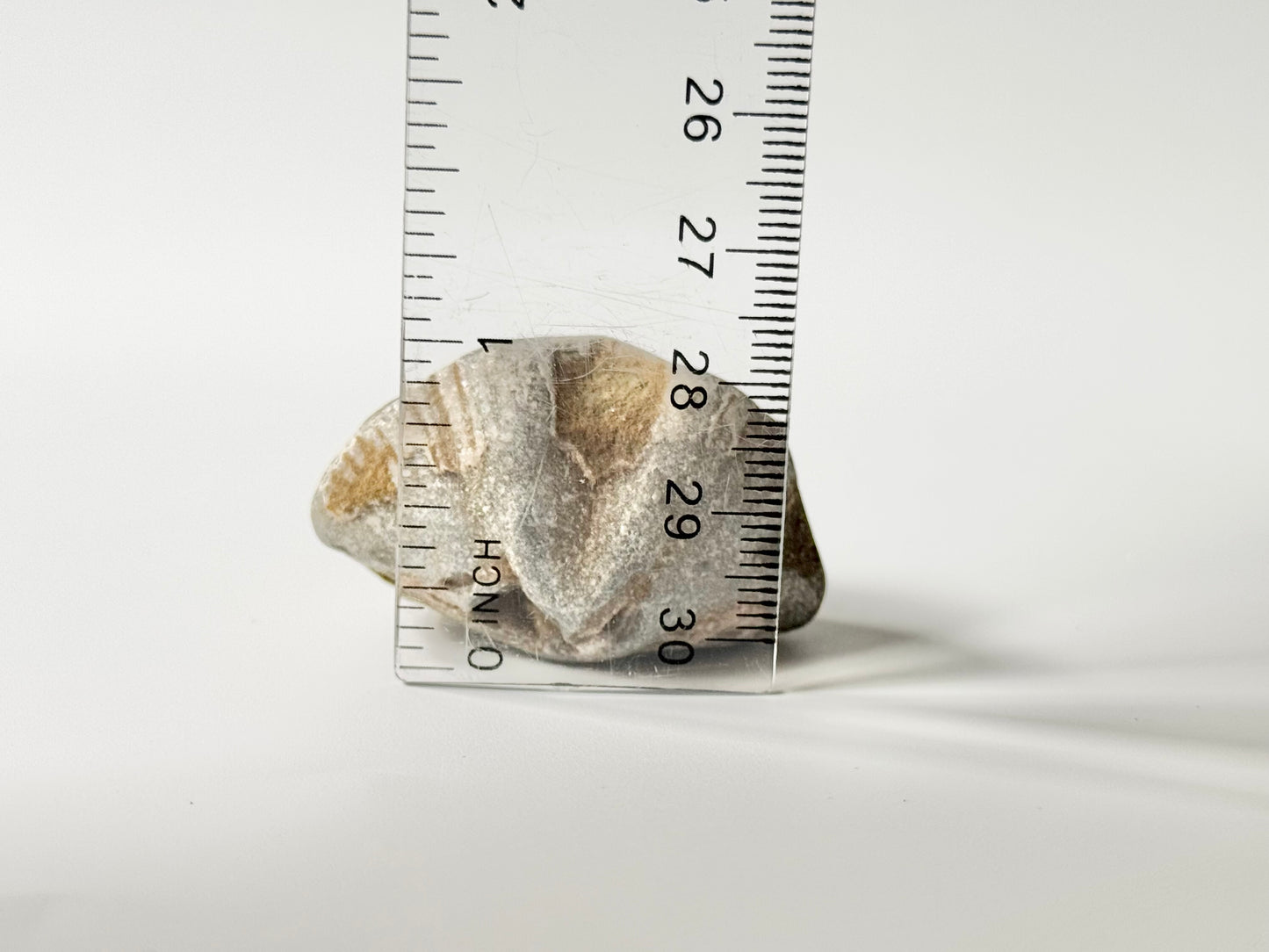 Lake Michigan Brachiopod, Raw