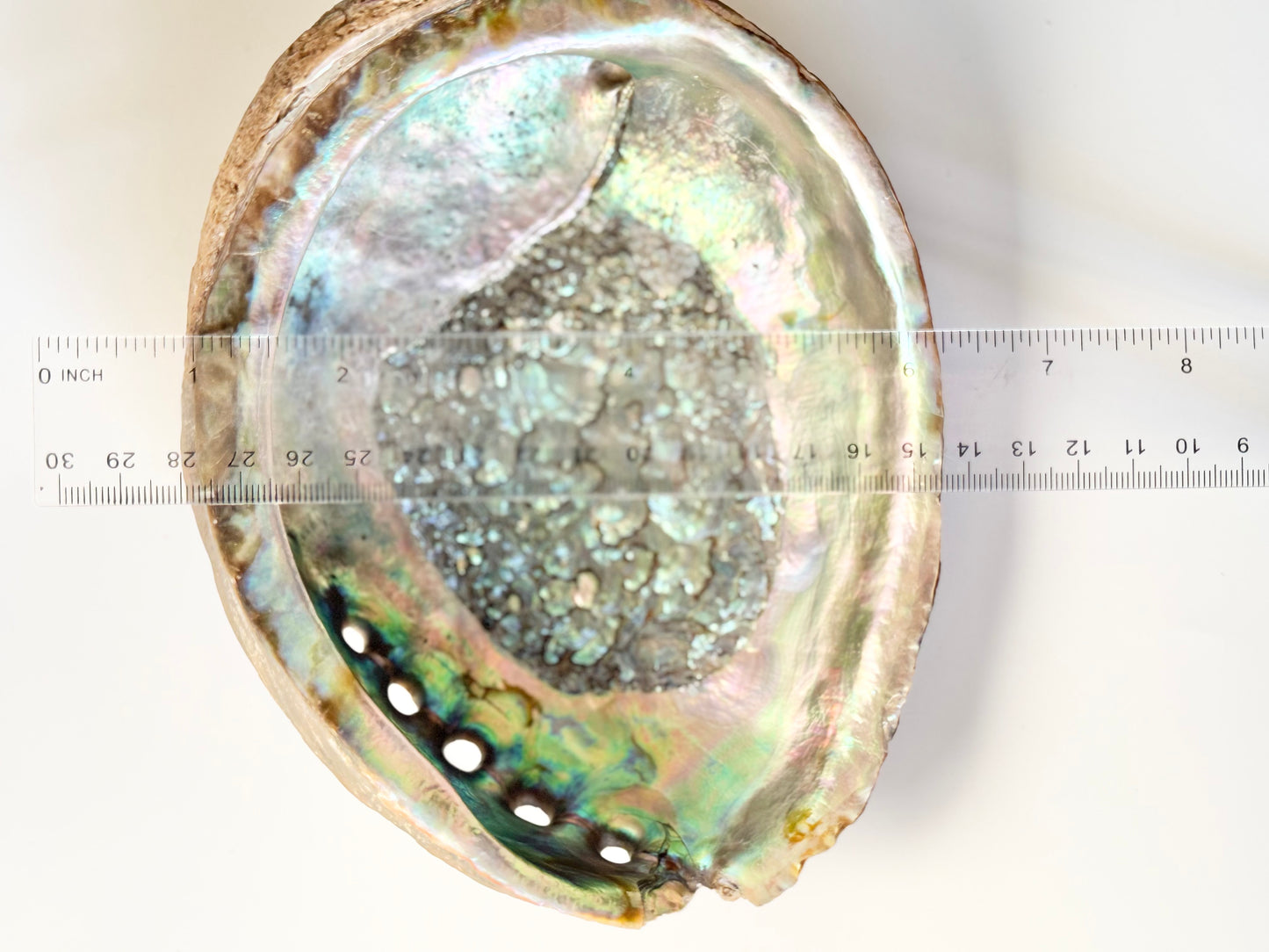 Abalone Shell with stand