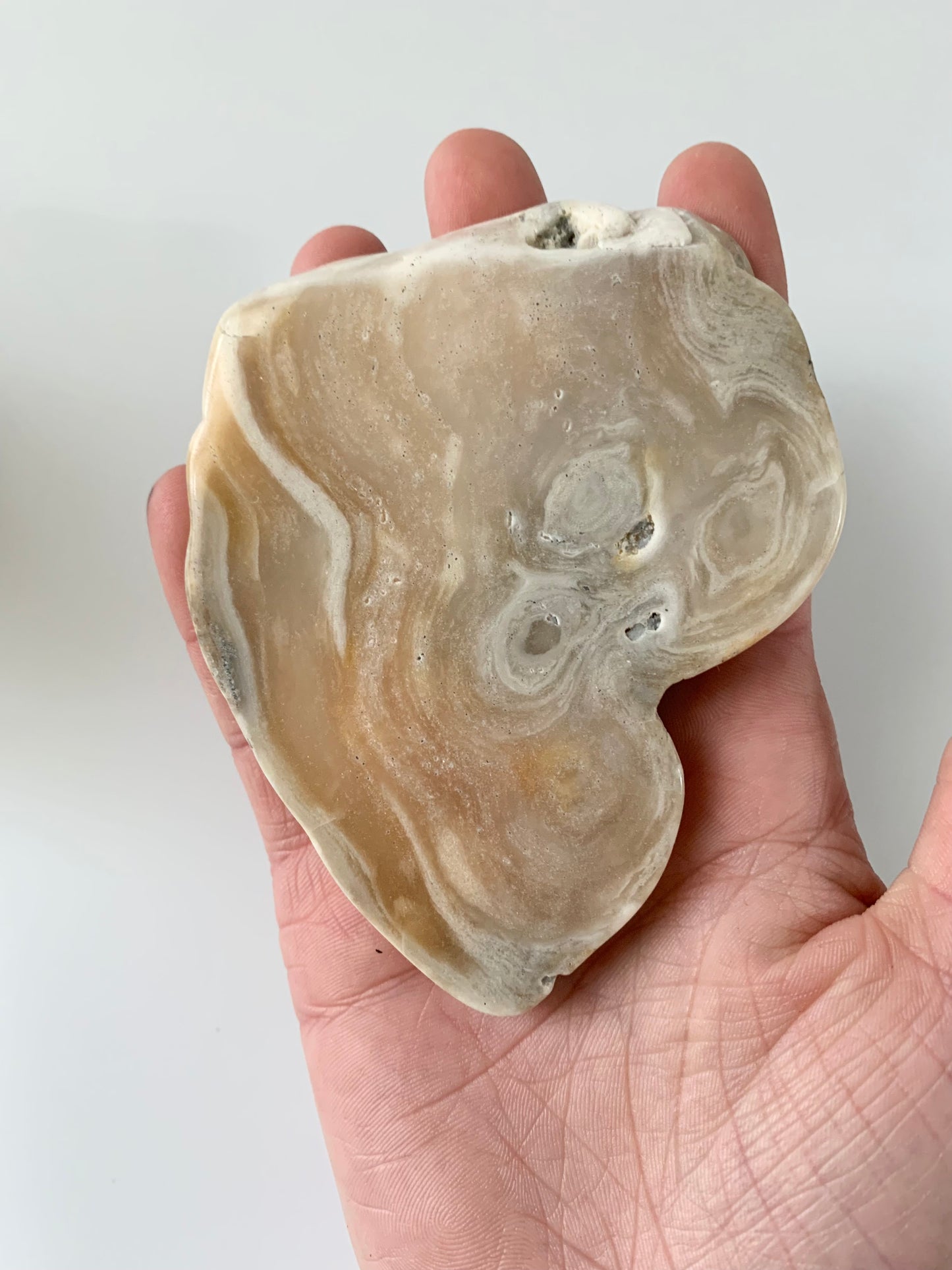 Stromatoporoid Fossil Free Form, slab