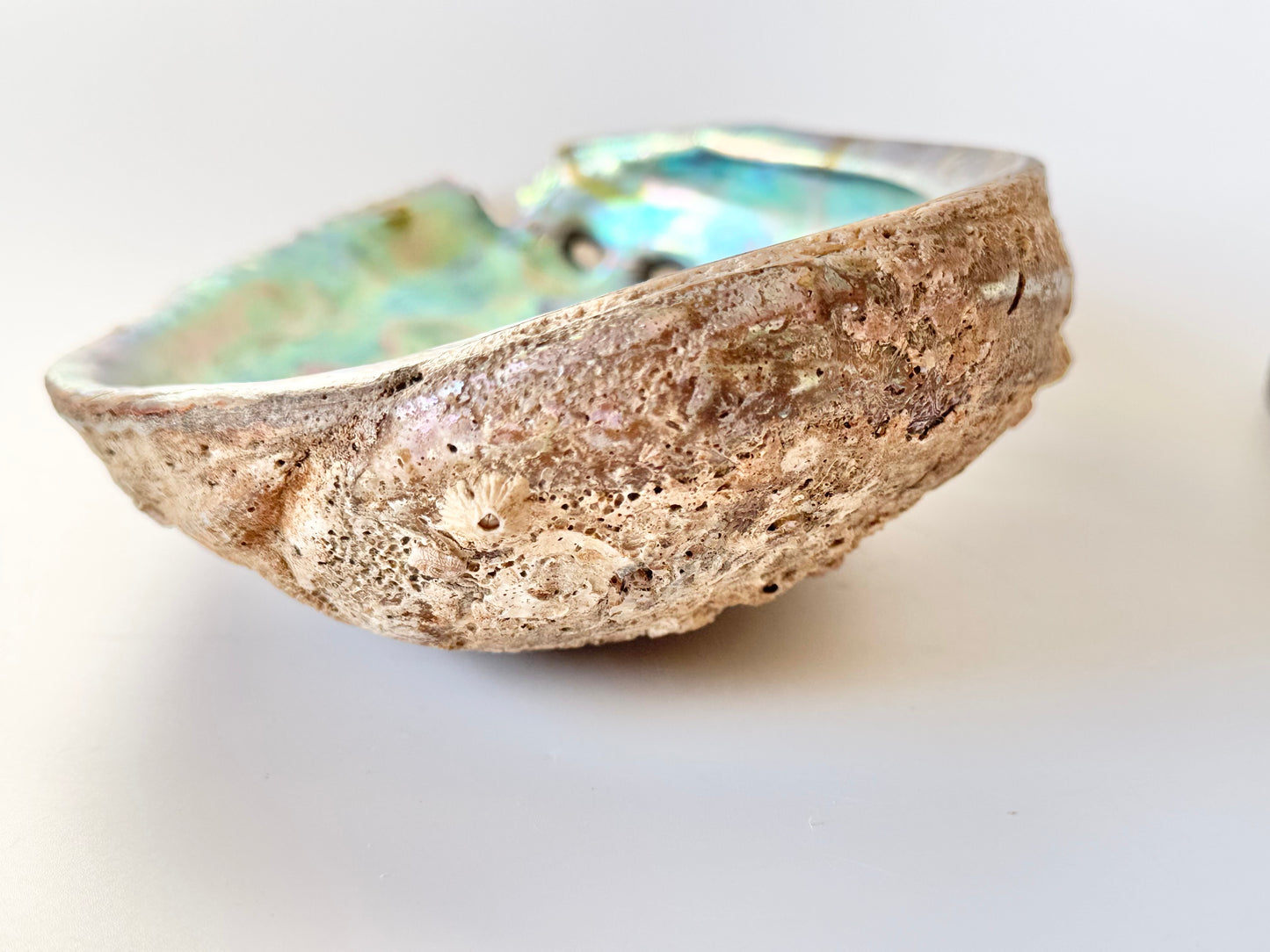 Abalone Shell with stand