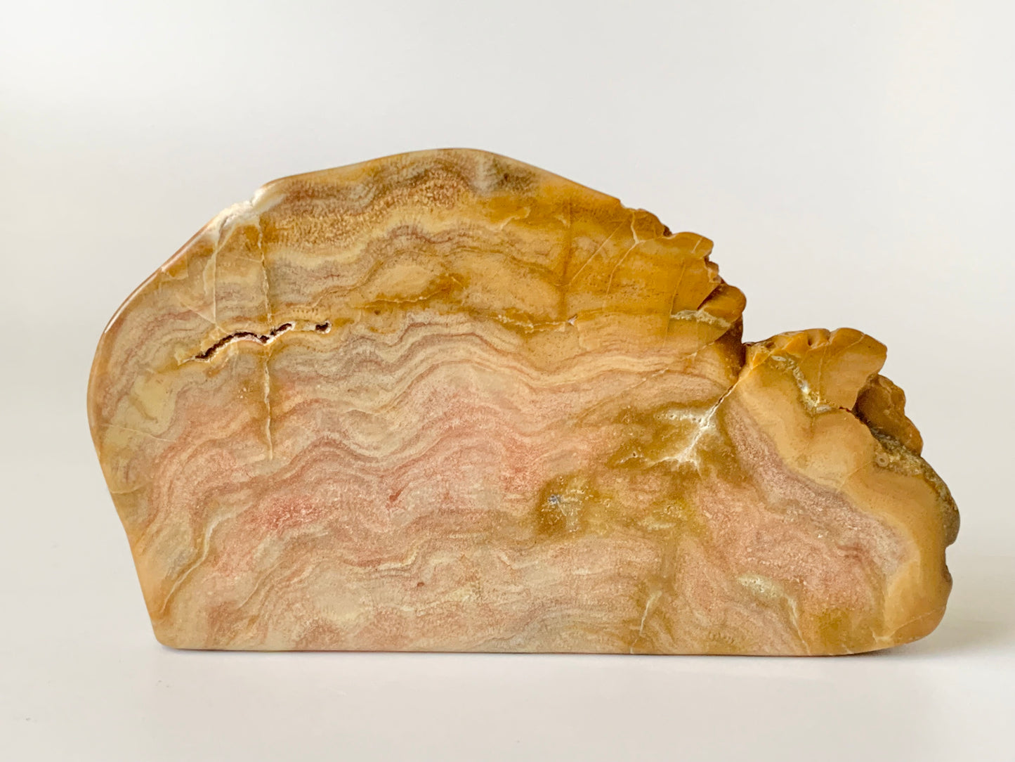 Stromatoporoids Fossil Free Form