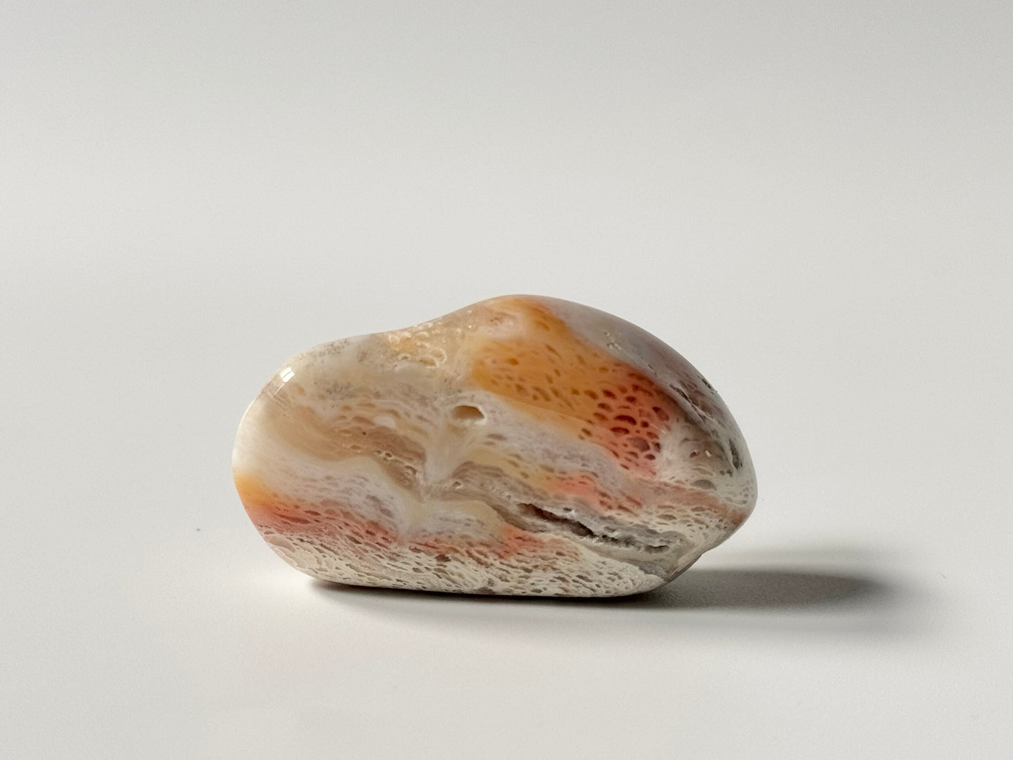 Lake Michigan Fossil, polished