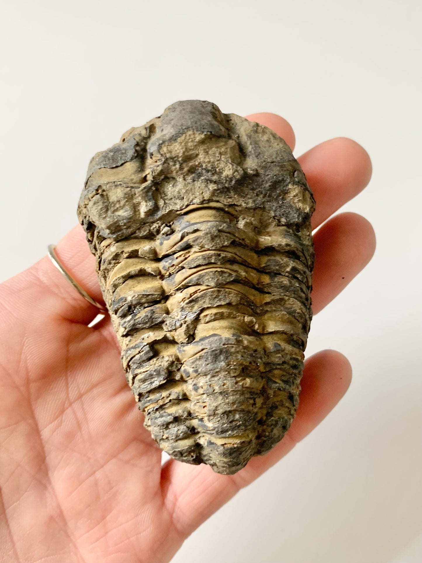 Trilobite, Large