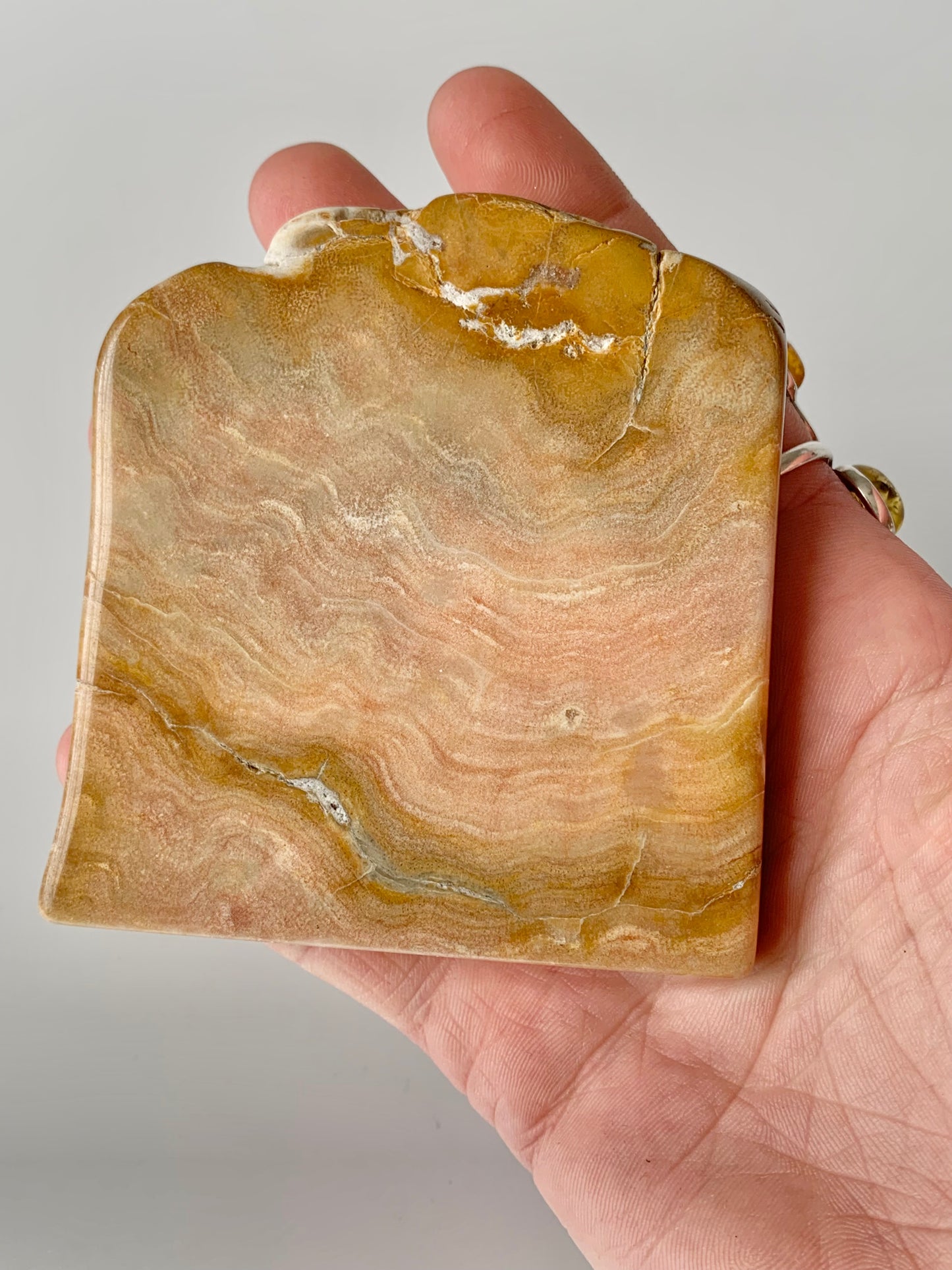 Stromatoporoids Fossil Slab