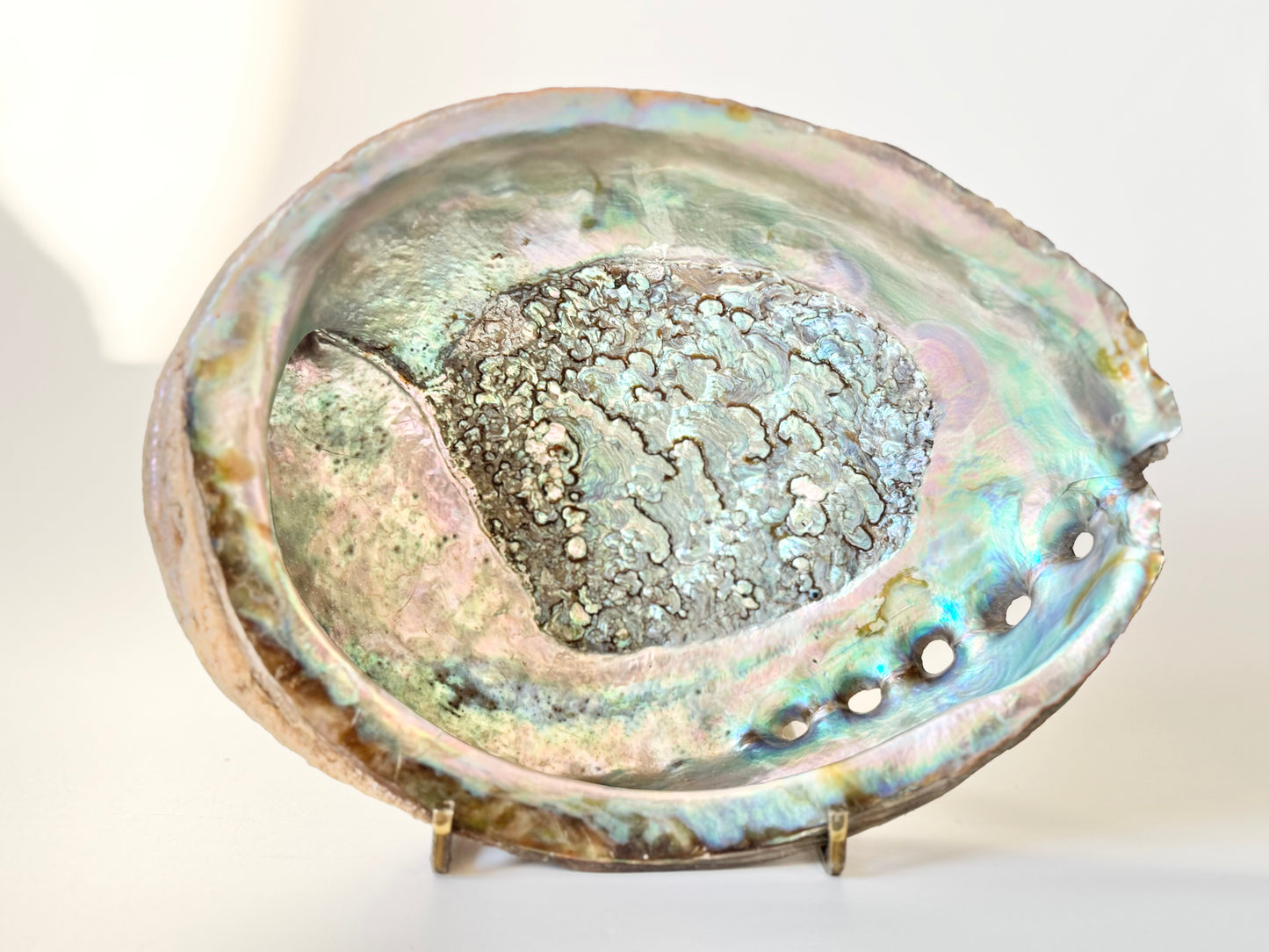 Abalone Shell with stand