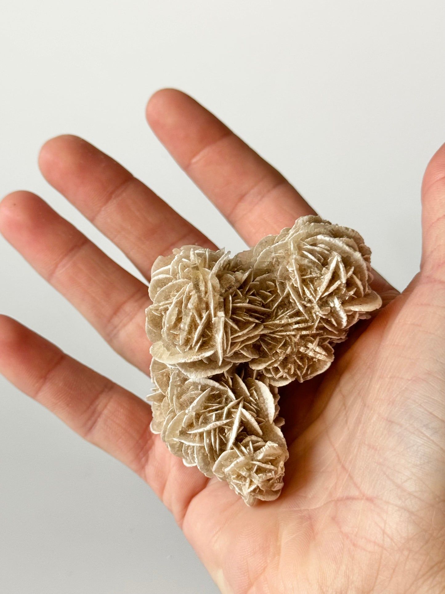 Desert Rose, Small Cluster