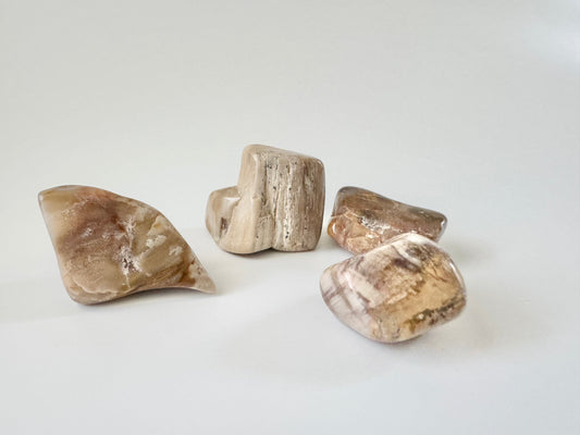 Petrified Wood Medium Tumble