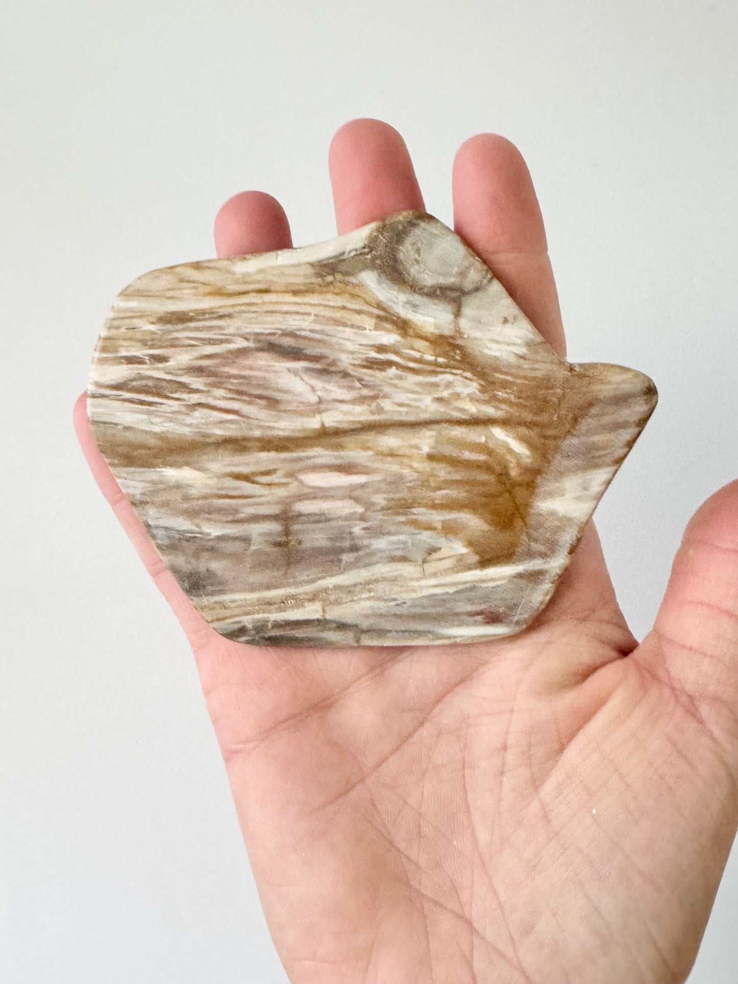 Petrified Wood Slab