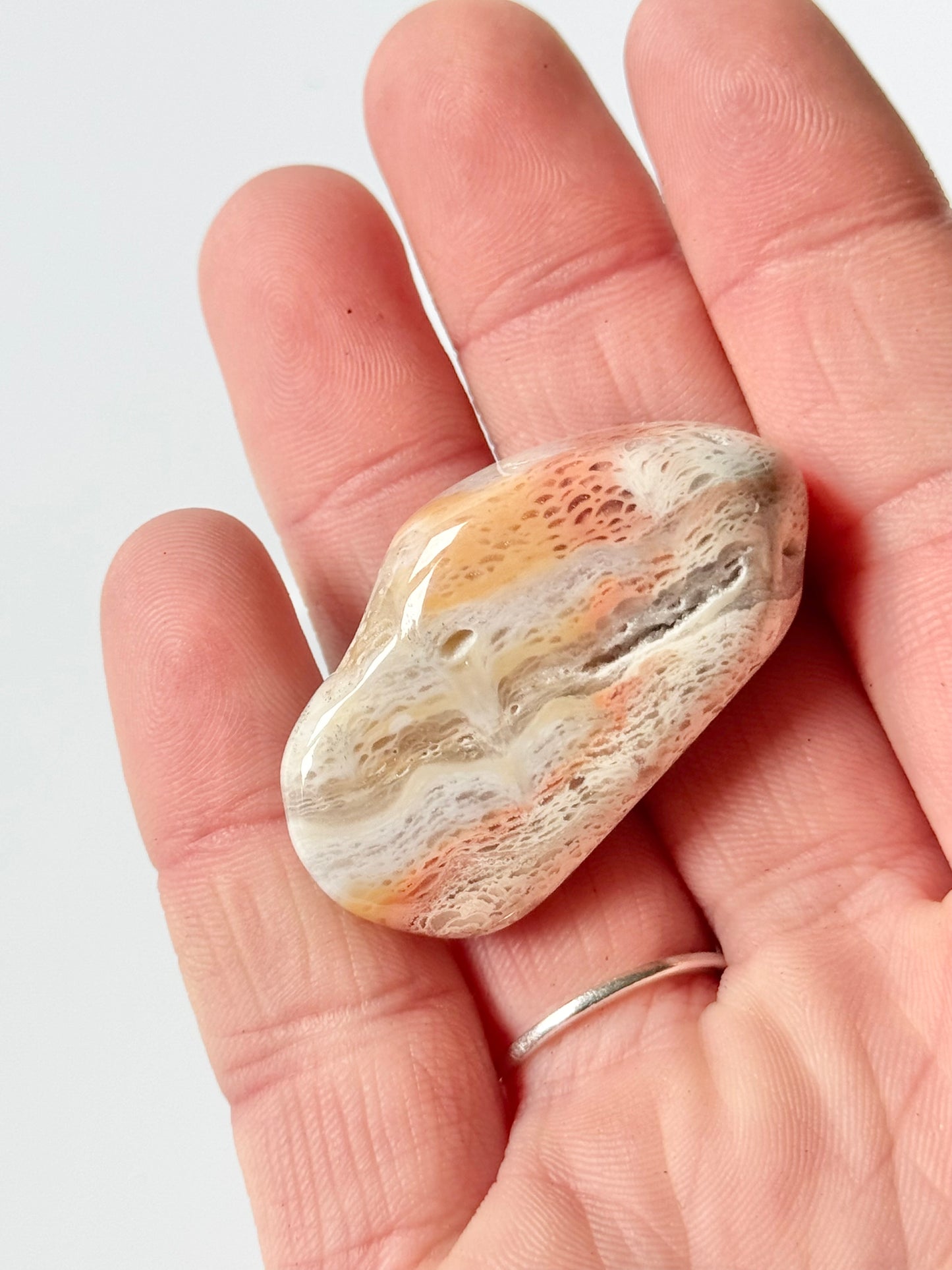 Lake Michigan Fossil, polished