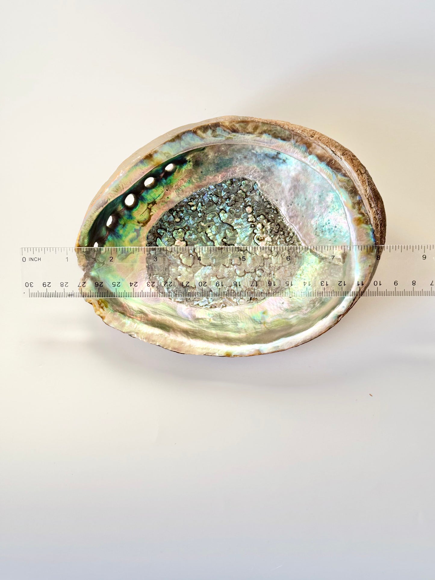 Abalone Shell with stand