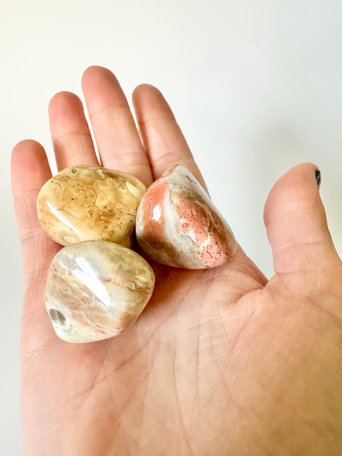 Lake Michigan Polished Fossil