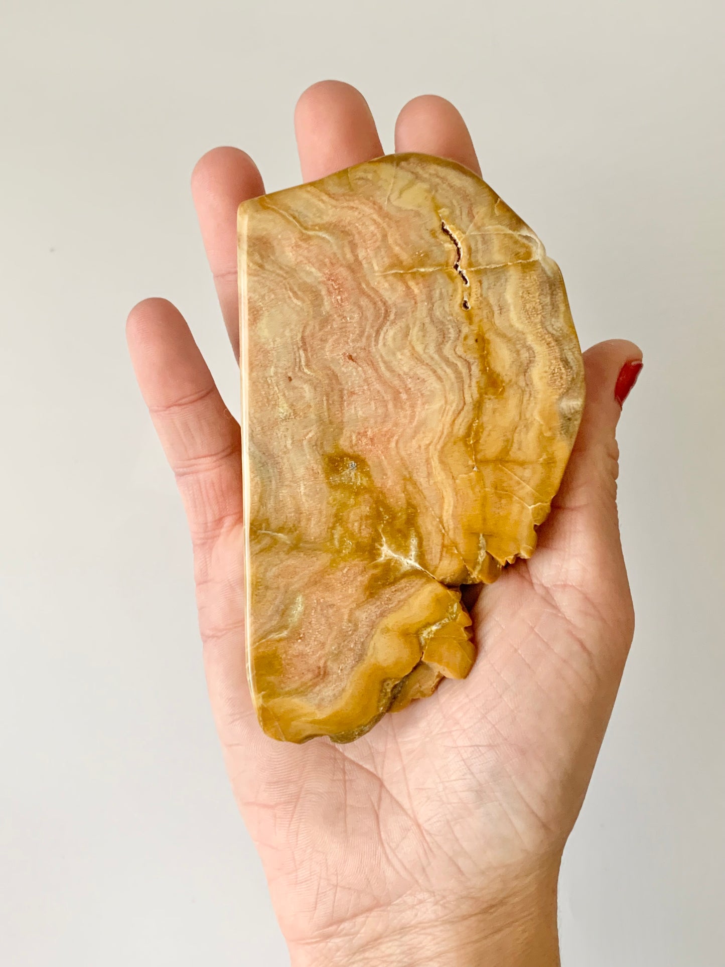Stromatoporoids Fossil Free Form
