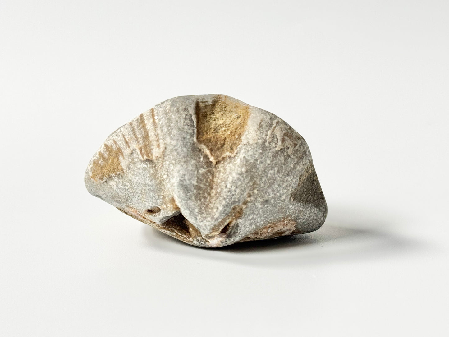 Lake Michigan Brachiopod, Raw