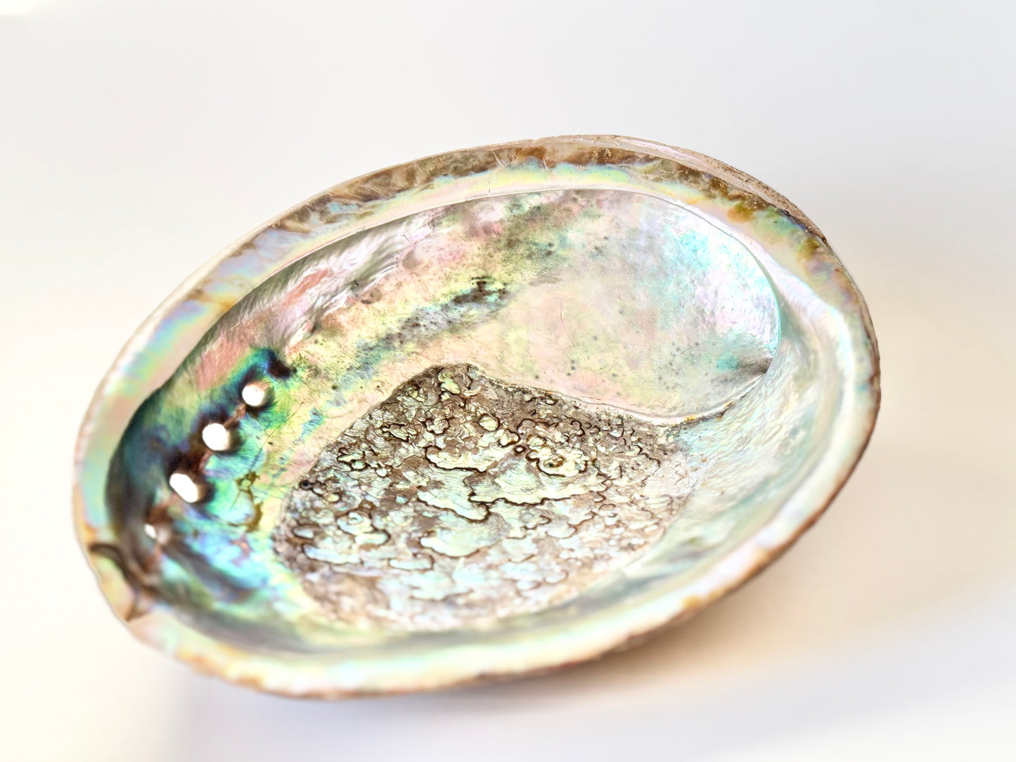 Abalone Shell with stand