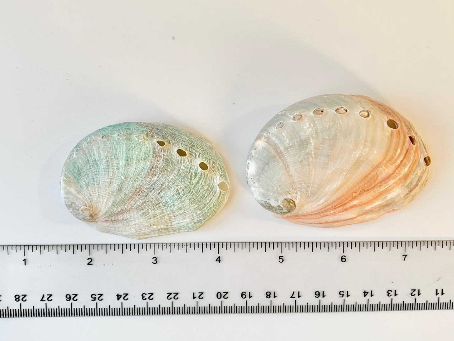 Red abalone shell
