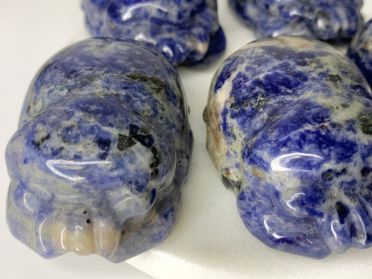 Sodalite scarab beetle